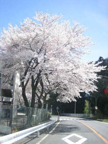 横川桜