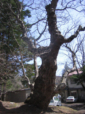 軽井沢　諏訪神社4