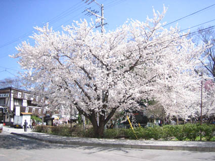 小諸の桜
