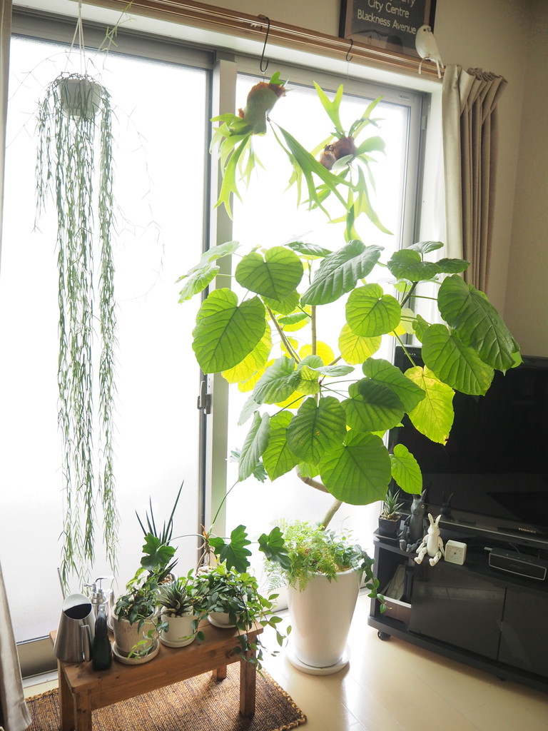 我が家のインドアグリーン 成長中 Jamのおうち ごはんと器とインテリア Powered By ライブドアブログ