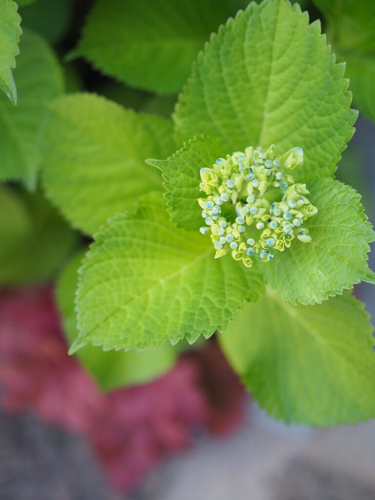 もうダメだと思っていた紫陽花 今年も少しだけ咲いてくれました Jamのおうち ごはんと器とインテリア Powered By ライブドアブログ もうダメだと思っていた紫陽花 今年も少しだけ咲いてくれました Jamのおうち ごはんと器とインテリア Powered By ライブドアブログ