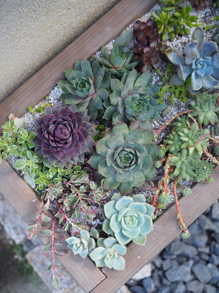初めての屋外多肉寄せ植え カラフルな多肉植物が可愛すぎる Jamのおうち ごはんと器とインテリア Powered By ライブドアブログ