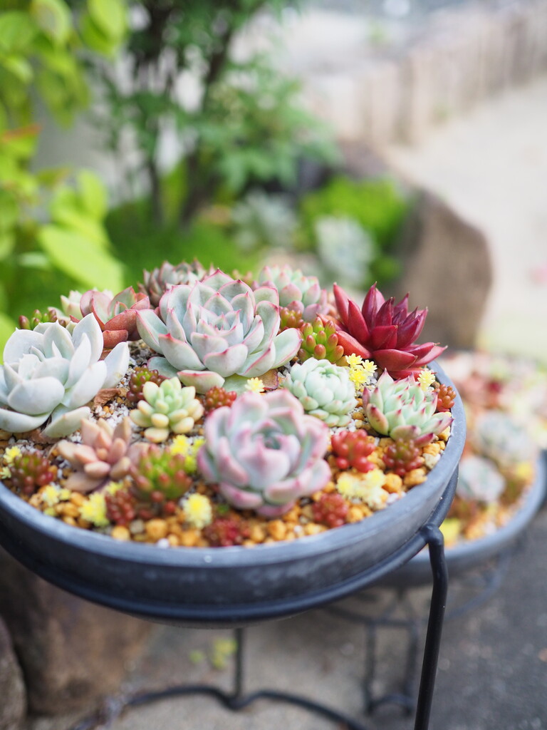 久しぶりに多肉植物の寄せ植えを手直ししてみた！やっぱりこの世界観に