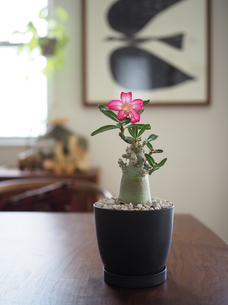 開花開始 アデニウム 花芯は白のグラデーション
