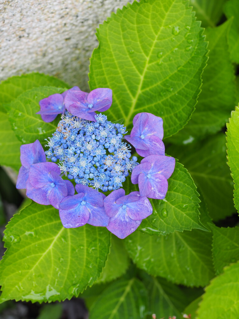 紫陽花( 2022年作) 2025.6.11 まさに💜💙🤍🩷💚💖 #紫陽花祭り #梅雨 #hydrangea