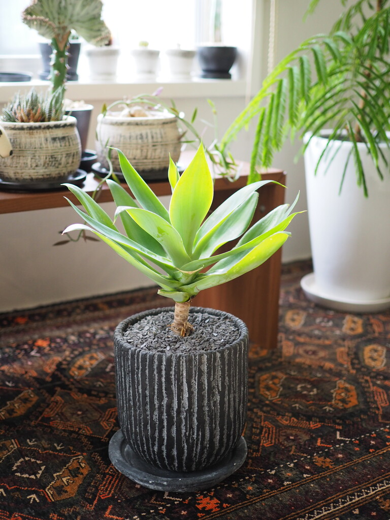 ずっと欲しかった素敵な観葉植物 出会ってしまいました Jamのおうち ごはんと器とインテリア Powered By ライブドアブログ ずっと欲しかった素敵な観葉植物 出会ってしまいました Jamのおうち ごはんと器とインテリア Powered By ライブドアブログ
