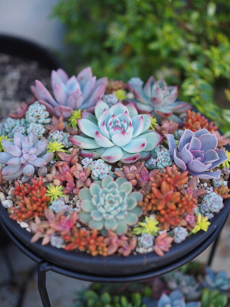 植物の癒し効果はやっぱ絶大 多肉植物の紅葉が進んで さらに可愛いことになっています Jamのおうち ごはんと器とインテリア Powered By ライブドアブログ
