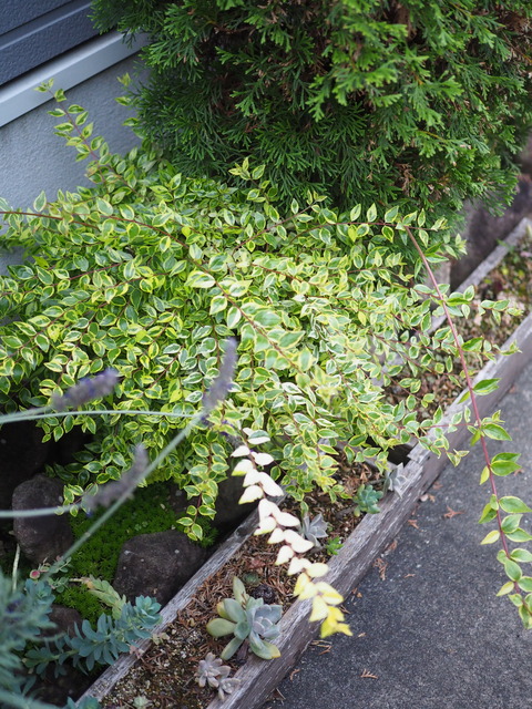 P6160485
