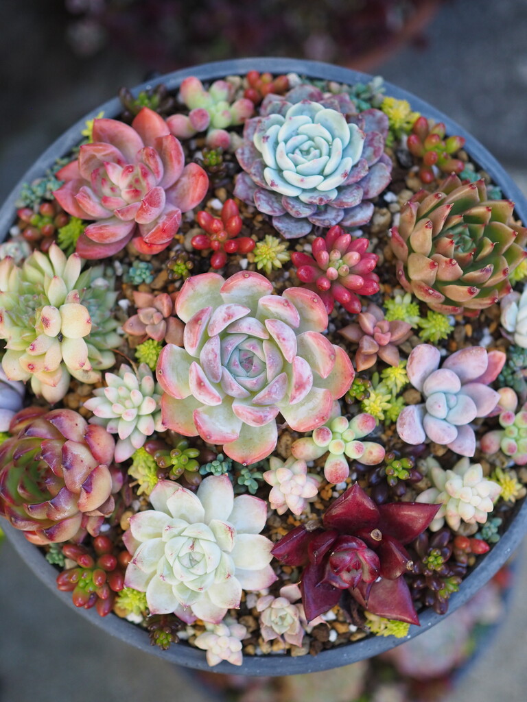 多肉植物の寄せ植えバージョンアップ！寒くなり、よりカラフルに可愛く  