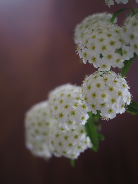 P4202977