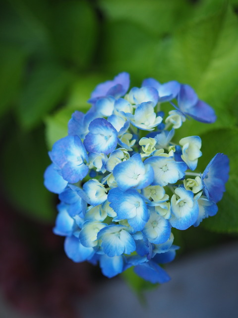 P6100081