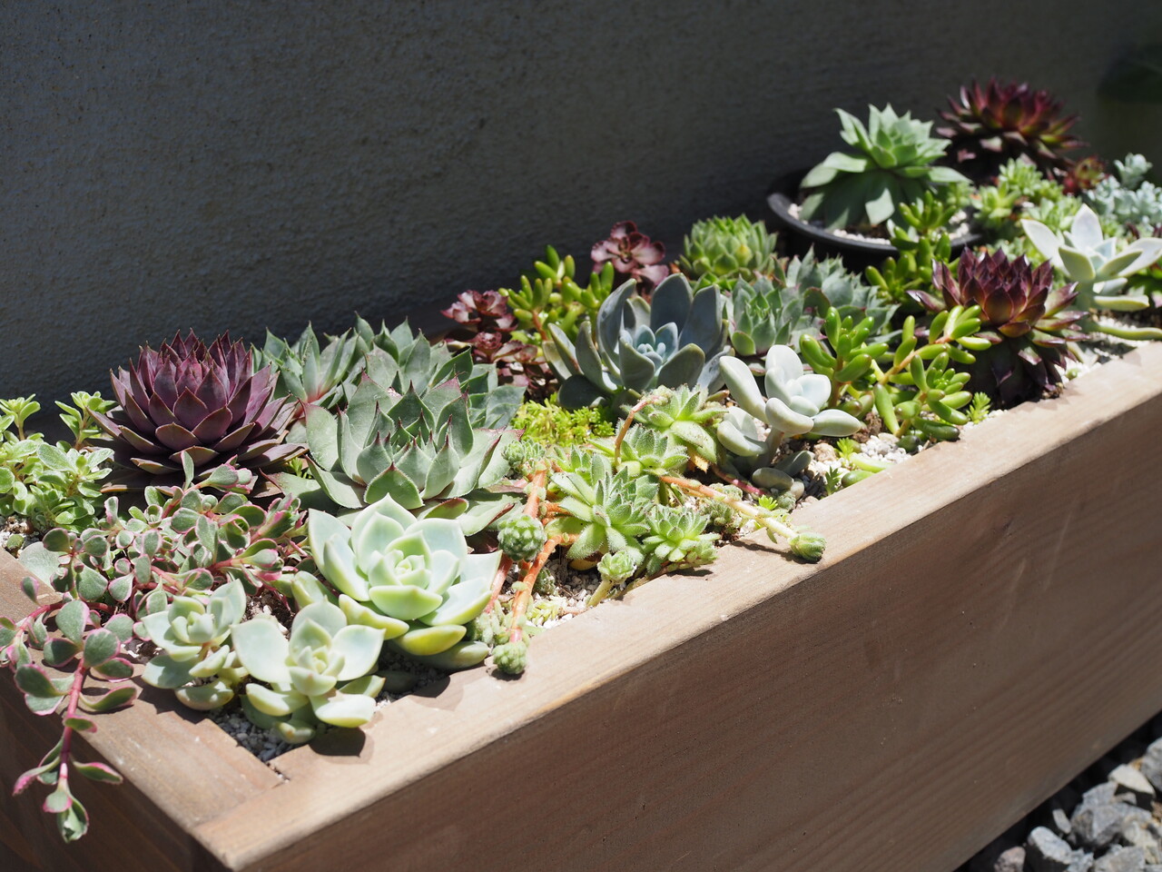 初めての屋外多肉寄せ植え。カラフルな多肉植物が可愛すぎる。 : Jamの