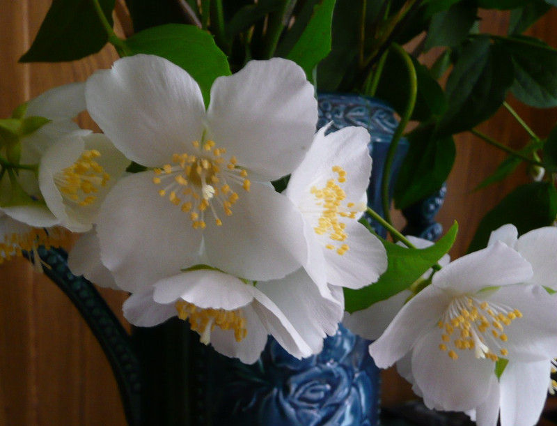 ウツギの花 小人閑居してあれこれもがく