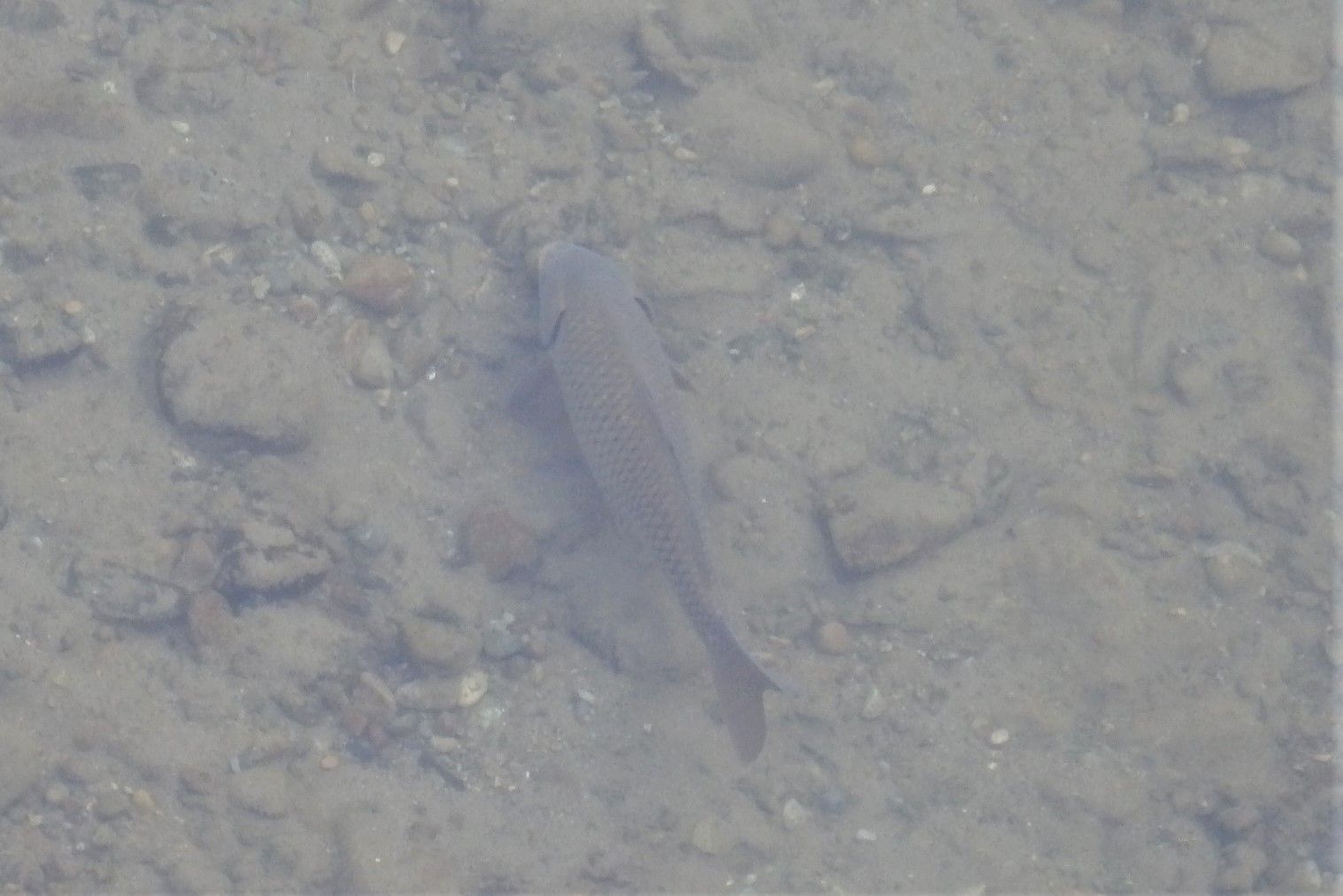 アブラムシの卵も食べていた らしい 小人閑居してあれこれもがく