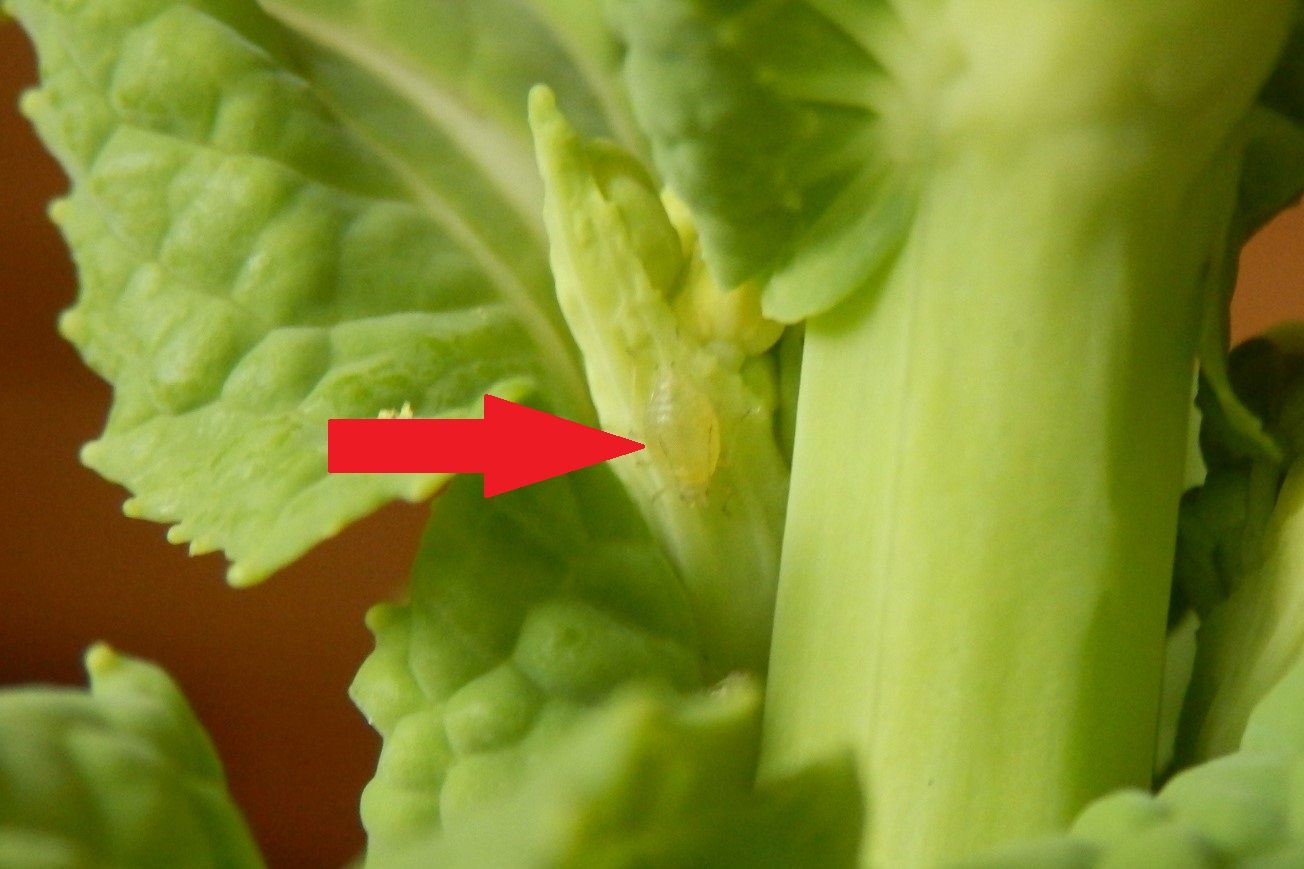 アブラムシの卵も食べていた らしい 小人閑居してあれこれもがく