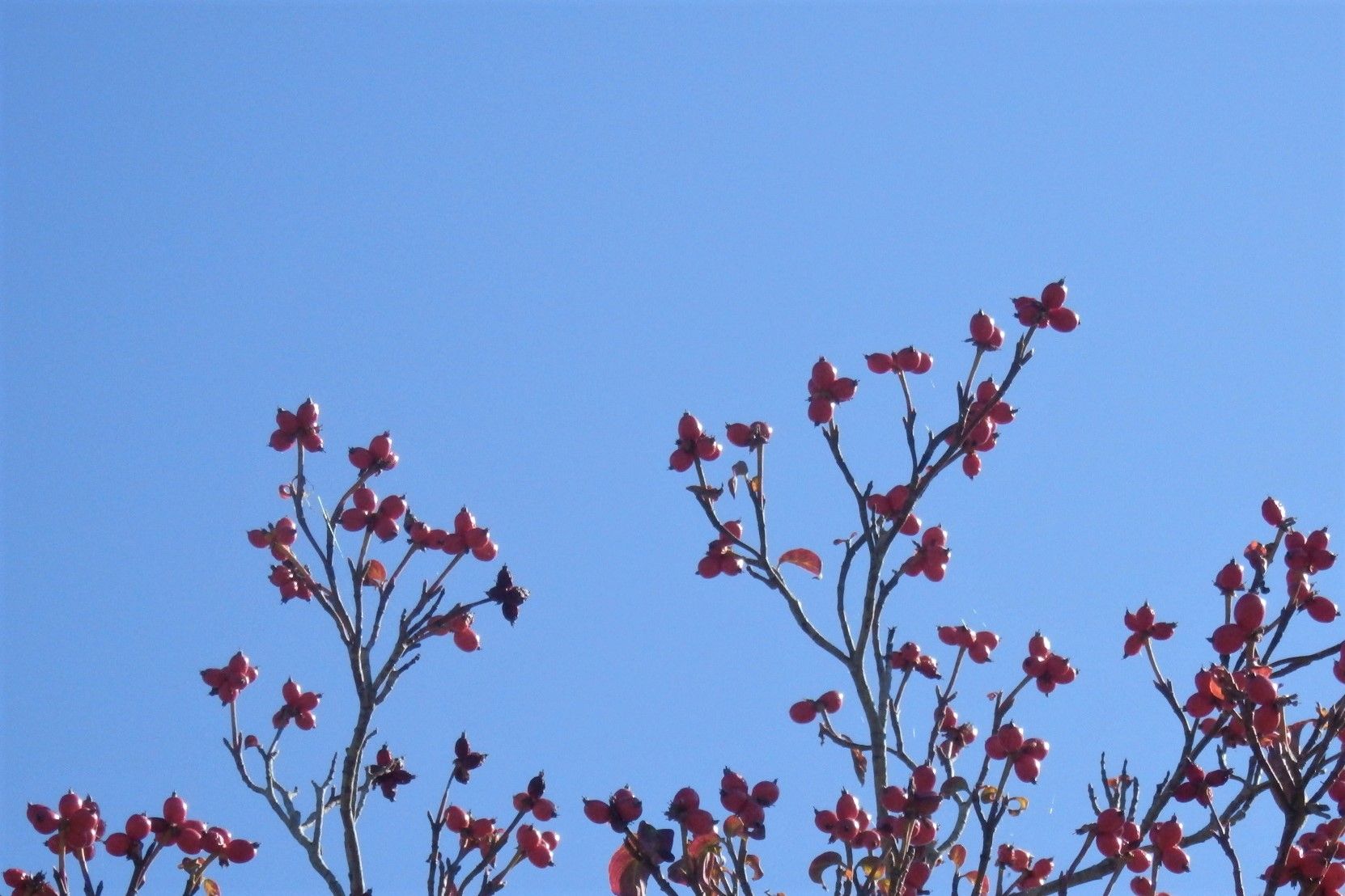 ハナミズキの実 小人閑居してあれこれもがく