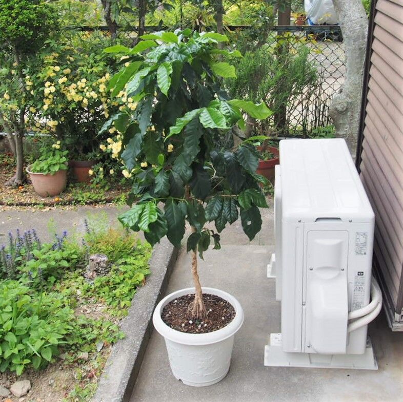 コーヒーの木 小人閑居してあれこれもがく コーヒーの木 小人閑居してあれこれもがく