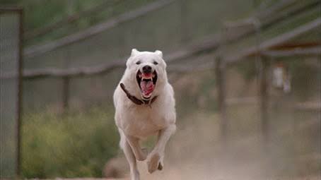 ホラー映画を語る ジャンのブログ