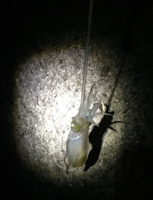 エギング 松山近郊 ボチボチ釣れ始めた ブログ 愛媛って田舎なん エギング 松山近郊 ボチボチ釣れ始めた ブログ 愛媛って田舎なん