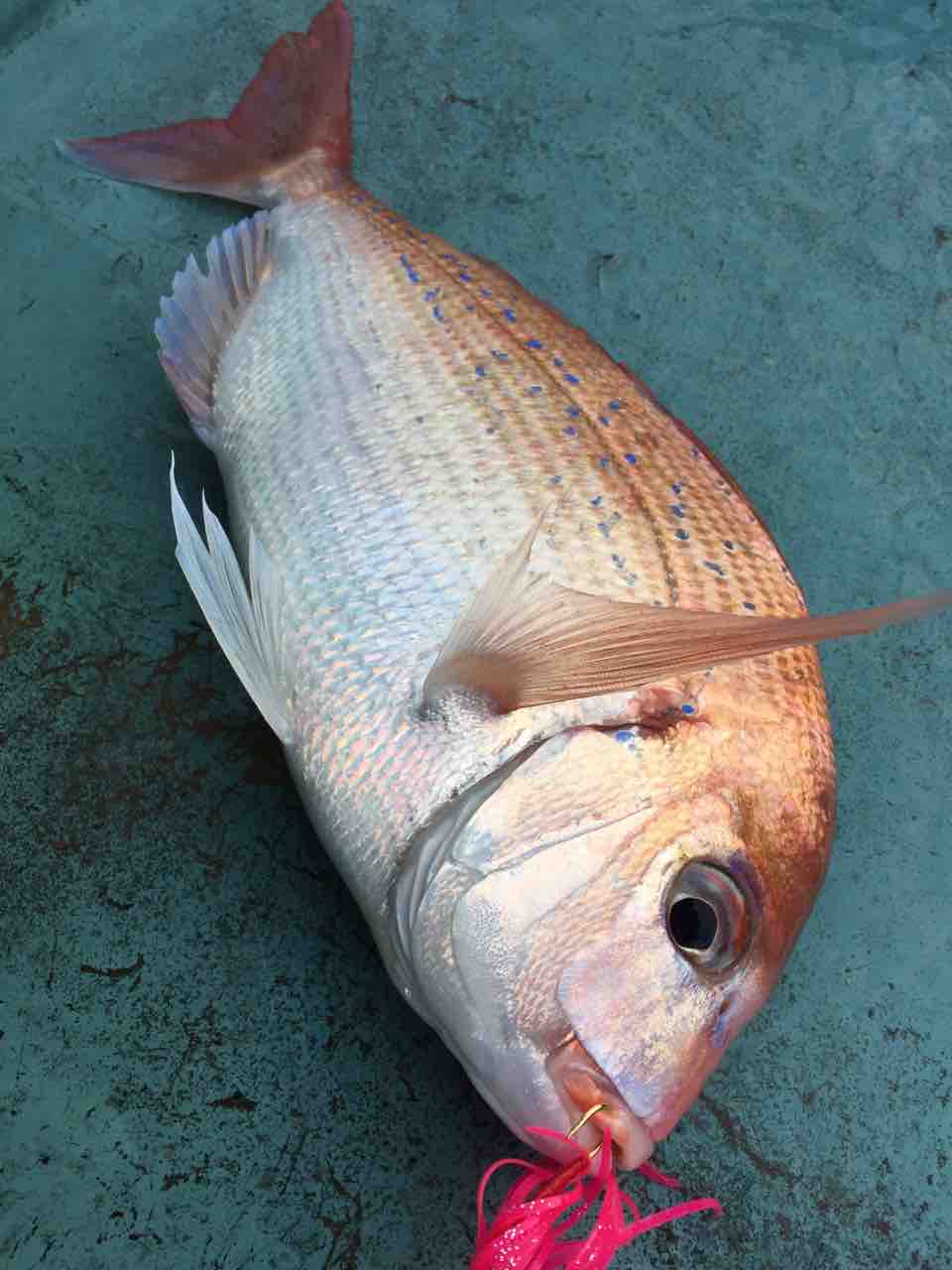 宇和海釣行 33 桜鯛 ブログ 愛媛って田舎なん