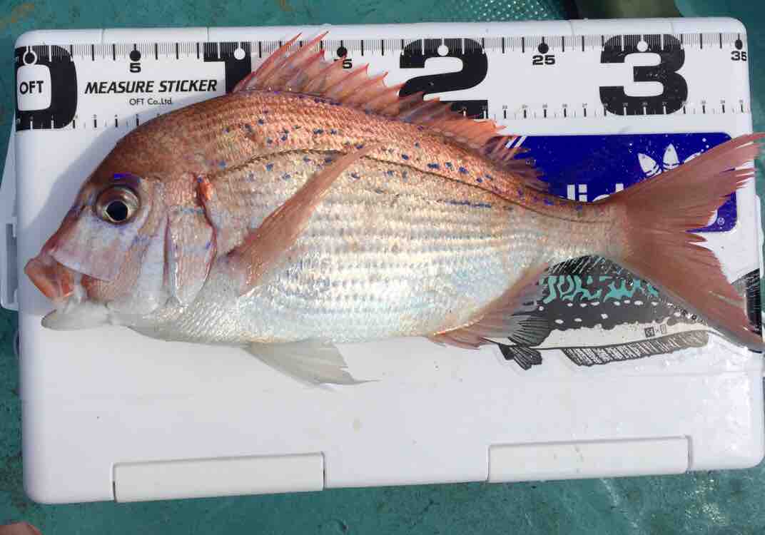 宇和海釣行 33 桜鯛 ブログ 愛媛って田舎なん