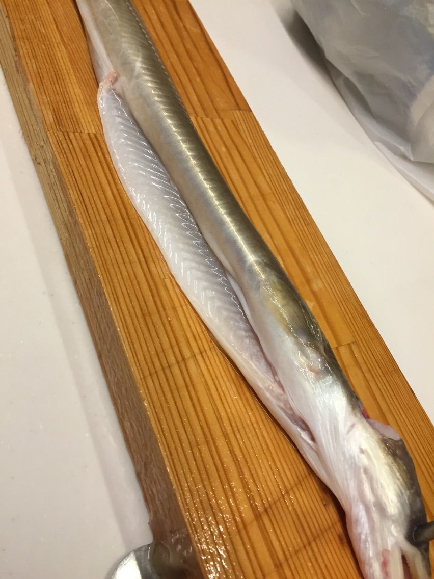 アナゴ捌くの難しいって D ブログ 愛媛って田舎なん アナゴ捌くの難しいって D ブログ 愛媛って田舎なん