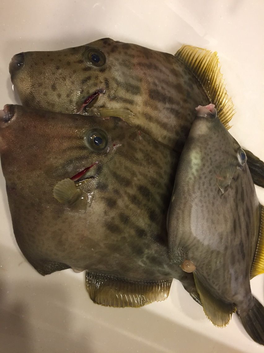 チャレンジ カワハギの肝を食す ブログ 愛媛って田舎なん