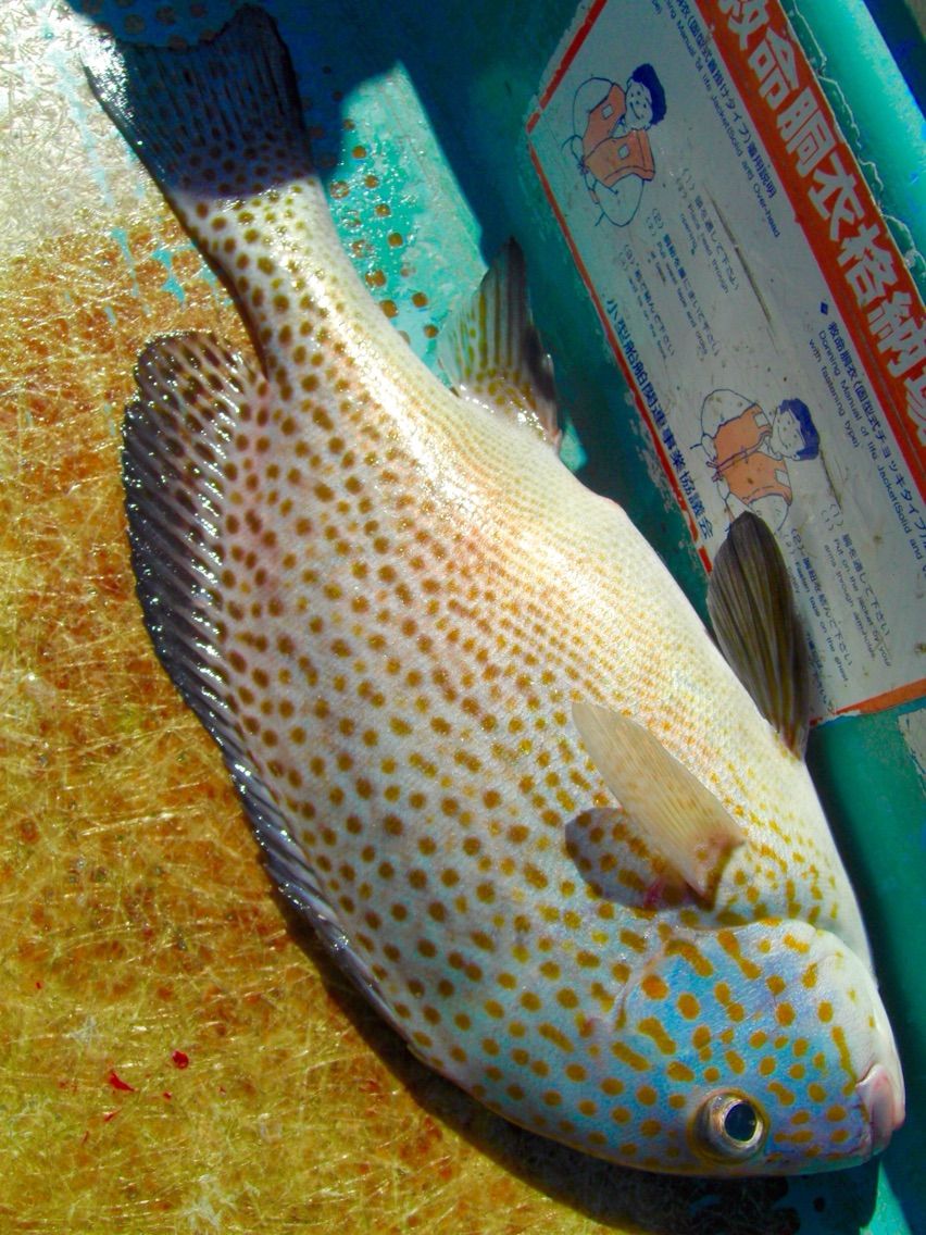 実はこちらが本命 コロダイ ブログ 愛媛って田舎なん