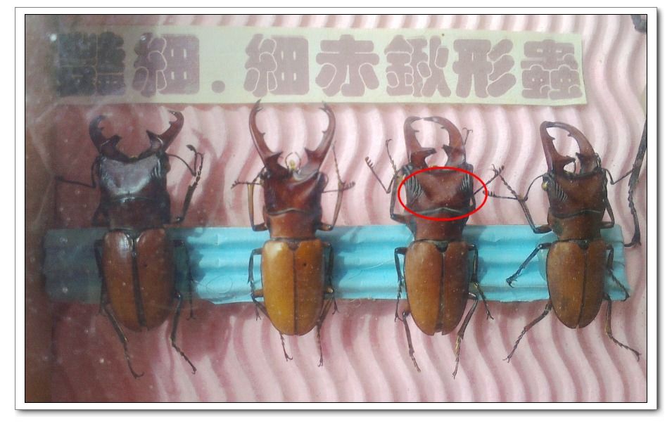 鍬形蟲クワガタ Janychiuのblog