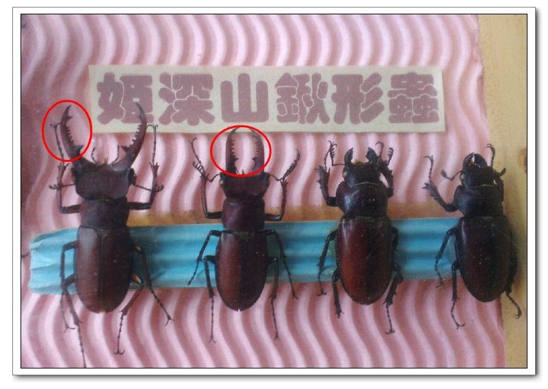 鍬形蟲クワガタ Janychiuのblog