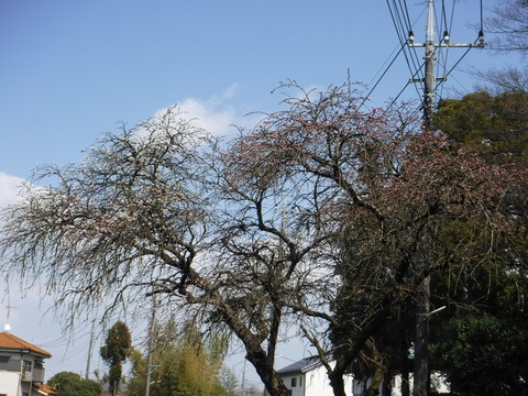 DSCF7935