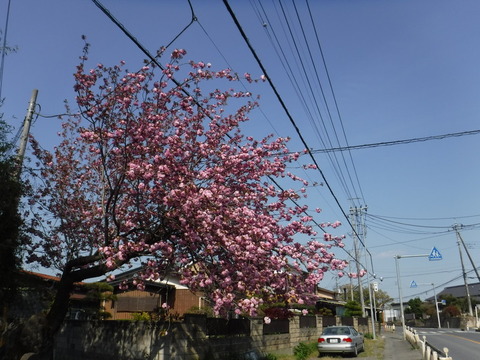 DSCF8591