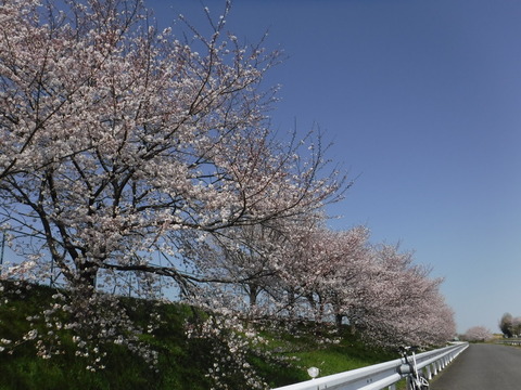 DSCF8113