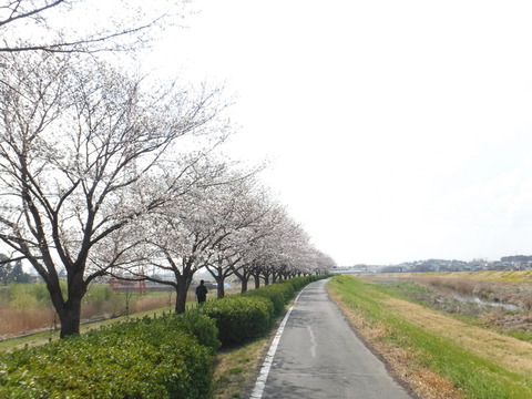 DSCF7950
