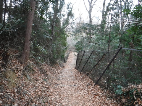DSCF7455