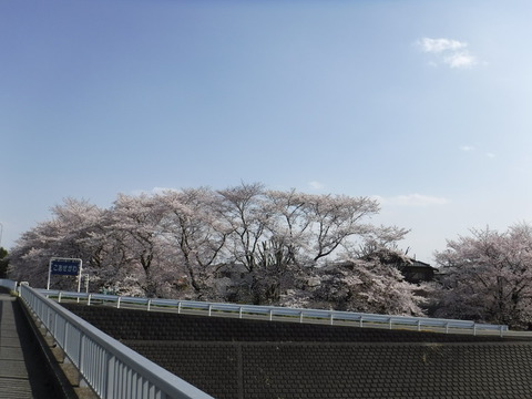 DSCF8135