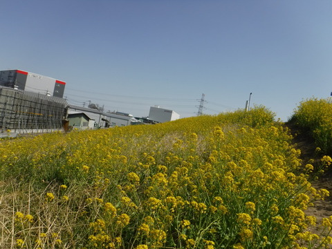 DSCF8073
