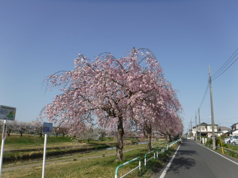 DSCF8166