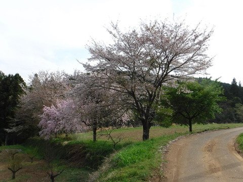 DSCF0087