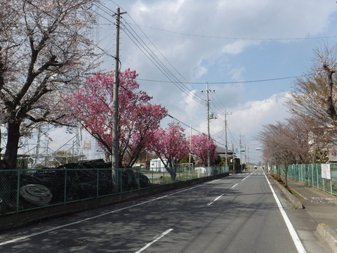 DSCF7952