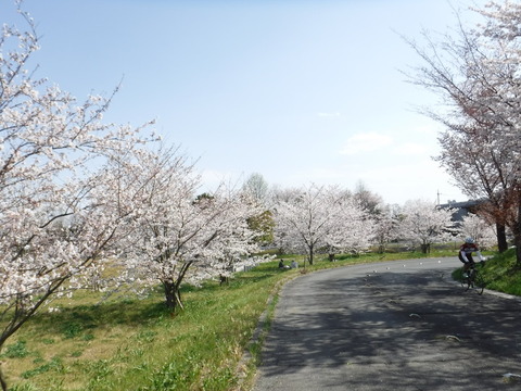 DSCF8106
