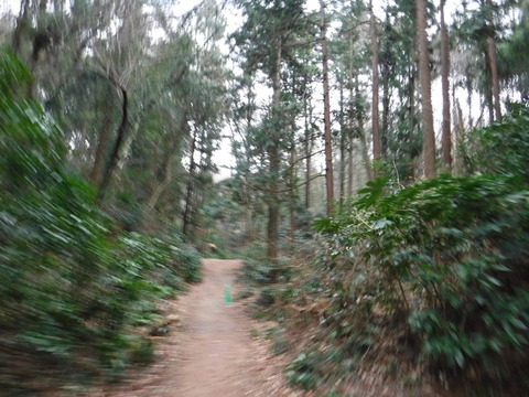 DSCF7442
