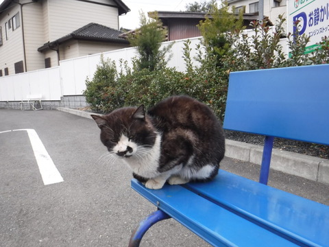 DSCF7833