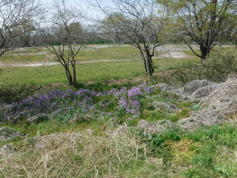 DSCF8484