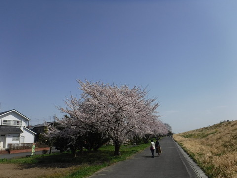 DSCF8081