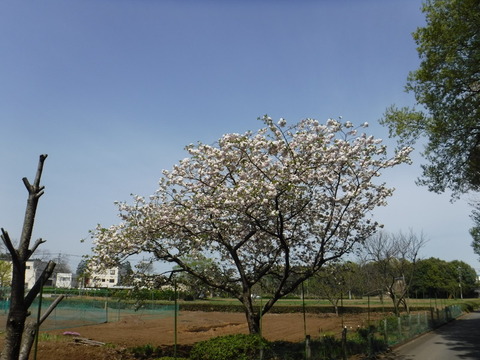 DSCF8477