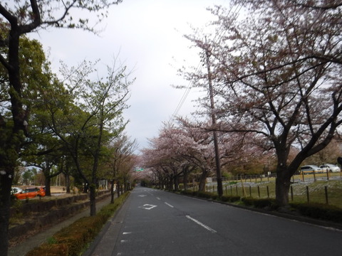 190414_多摩湖146
