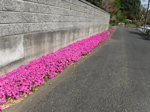 DSCF8554