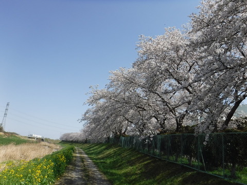 DSCF8055