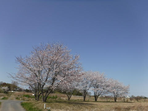DSCF8114